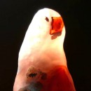 ʯ