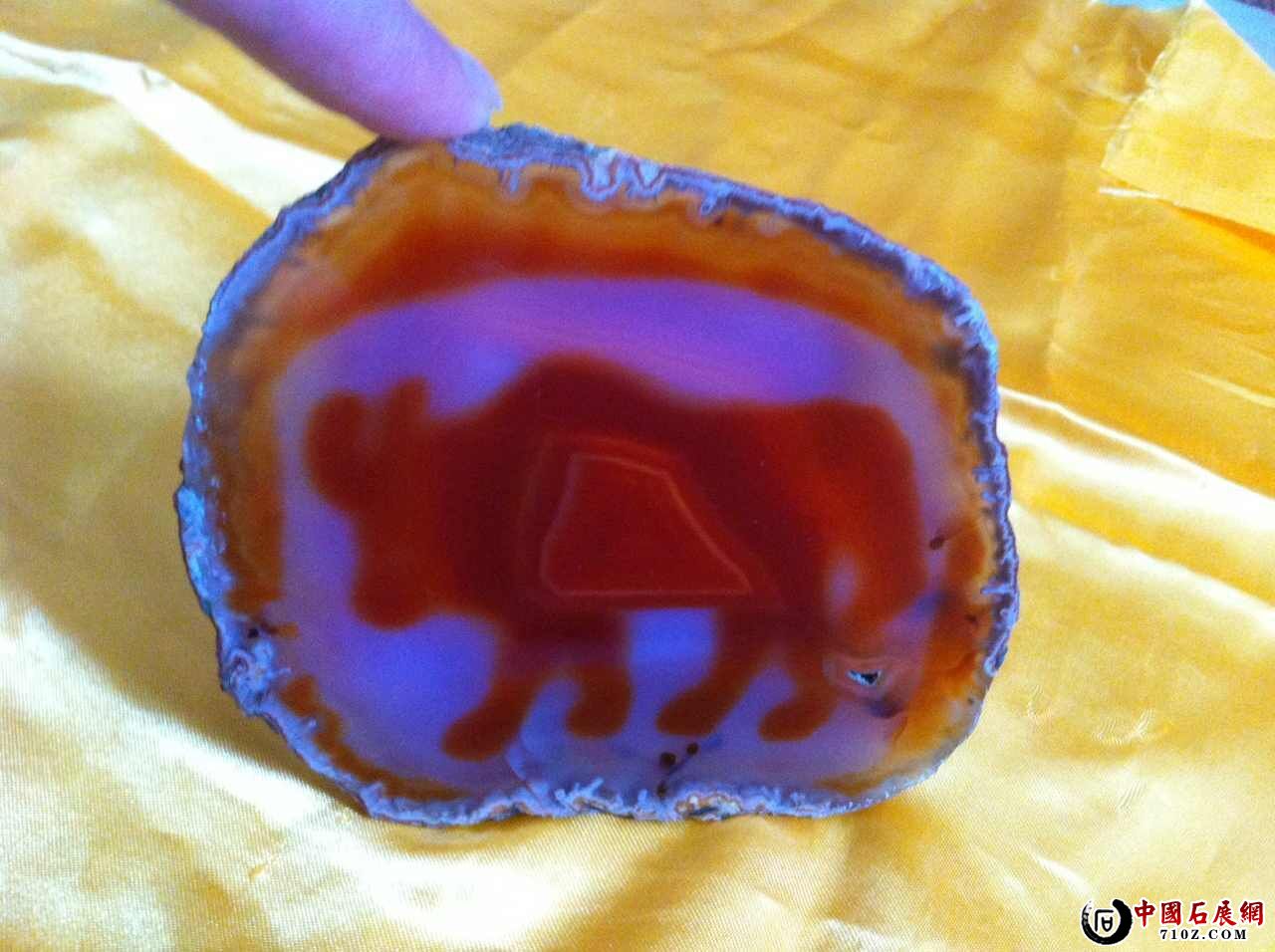 ���Ƿ��ڻƲ�����ɫ