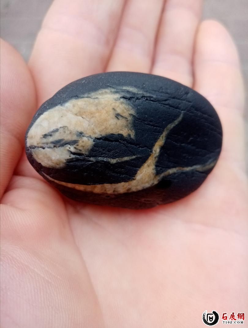 ����һֻС����