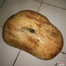 �½�11kg��ԭʯ��