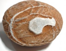 �ѵ�һ��������ʯ