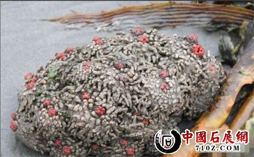 ff52dbe358ea0bed9e3dda0203843376