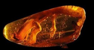 8���к�������껯ʯΪ�μ�ֵ�ϰ���