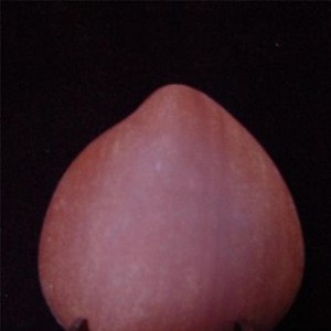 ��ʯ�ա�չʾ�ղص���ʯ