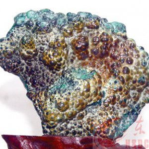 ����ٲȻ��Ϊ��ʯ�ݡ��β��壺20���ղ�300����ʯ